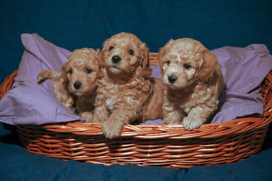 Five-week-old Poochon puppies posing in a basket