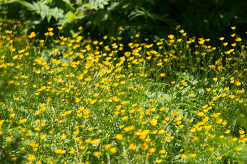 field of Ranunculus repens or creeping buttercups