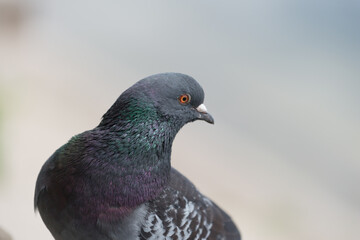 close up of a pigeon