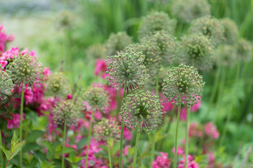 allium seeds and pink flowers