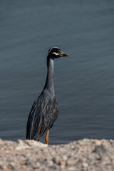 Lake Hefner Birds