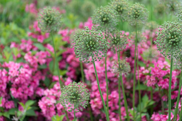 Obraz premium flowers (and decorative seed heads) in the garden
