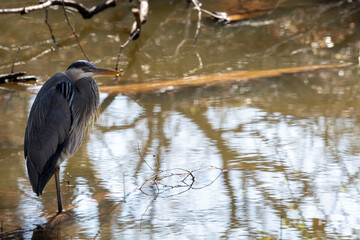 Lake Hefner Birds