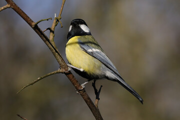Obraz premium Mésange charbonnière (Parus major)