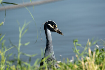 Lake Hefner Birds