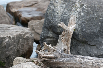 driftwood and rocks
