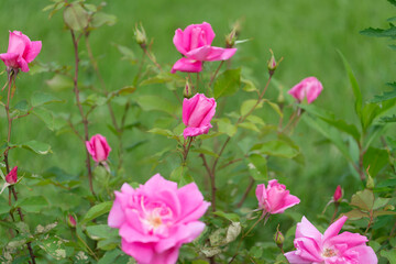 Obraz na płótnie Canvas pink flowers and buds on a green background