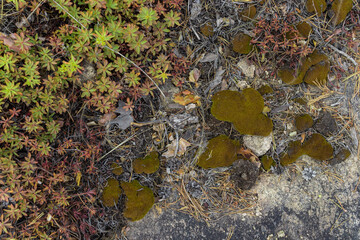 leaves, moss and pine needles on the stone