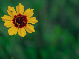 黄花コスモスとハエ