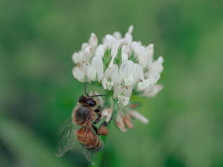 ミツバチとクローバー