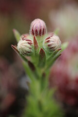 Sempervivum Cmirall's Yellow Rojnik succulent cactus flower