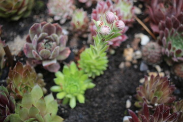 Sempervivum Cmirall's Yellow Rojnik succulent cactus flower