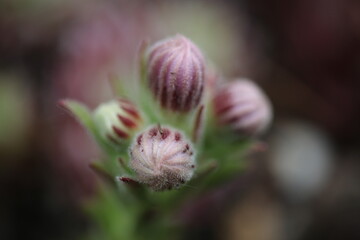 Sempervivum Cmirall's Yellow Rojnik succulent cactus flower