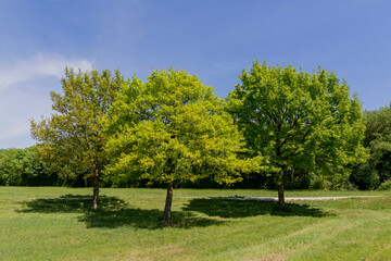 Fototapeta na wymiar travel germany and bavaria, view at three trees in the middle a a green meadow, a forest in the background