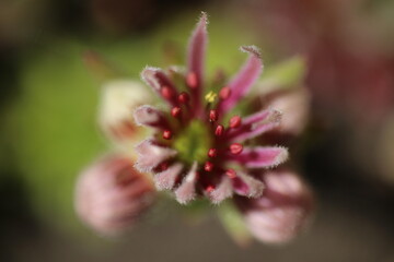Sempervivum Cmirall's Yellow Rojnik succulent cactus flower