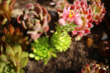 Sempervivum Cmirall's Yellow Rojnik succulent cactus flower