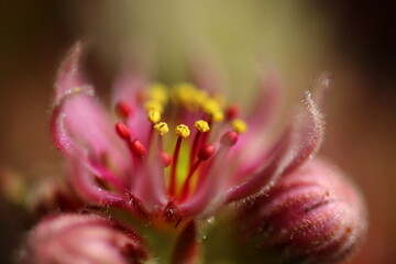 Sempervivum Cmirall's Yellow Rojnik succulent cactus flower