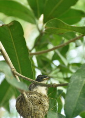 baby white throat fantail bird feeding by father and mother feeding in nest under mango tree