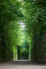 Alley through the gardens of Versailles