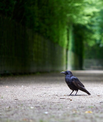 Crow standing on the ground