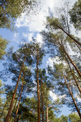 Pine forest - trees seen upwards against the sky