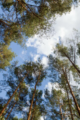 Pine forest - trees seen upwards against the sky