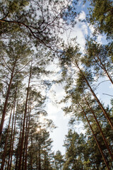 Fototapeta premium Pine forest - trees seen upwards against the sky