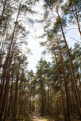 Pine forest - trees seen upwards against the sky