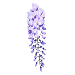 Botanical watercolor illustration of Wisteria flowers. purple wisteria flower on a horizontal white background.