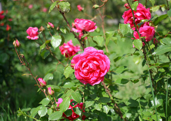 blooming rose bushes in the park