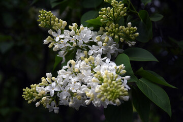 Blooming lilac trees in the Lilacs garden in Moscow
