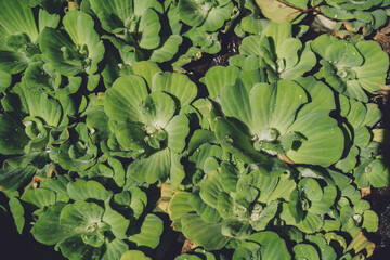 Green leafs on blurred background in garden