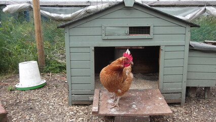 Rhode Island Red Cockerel outside a chicken cope in a secure run due to avian bird flu - 511880606