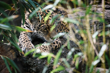 Fototapeta na wymiar Jaguar lying behind grass. spotted fur, camouflaged lurking. The big cat is a predator.