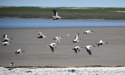 Eiderenten fliegen am Watt 