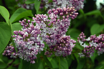 Blooming lilac trees in the Lilacs garden in Moscow