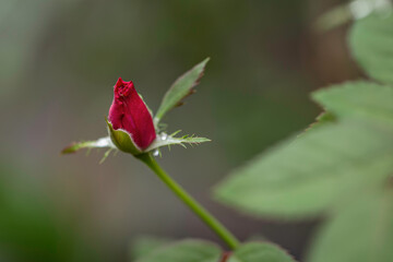 beautiful red rose in garden.