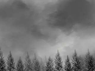 Monochrome suspicious horror forest and cloudy sky
