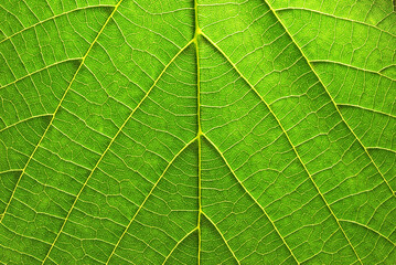 A macro surface of fresh tropical green leaf pattern	
