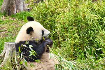 Obraz na płótnie Canvas big panda sitting eating bamboo. Endangered species. Black and white mammal