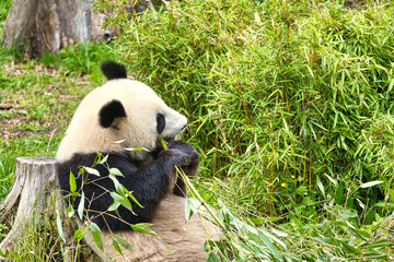 Fototapeta premium big panda sitting eating bamboo. Endangered species. Black and white mammal