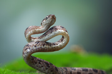 Boiga multo maculata snake closeup on natural background