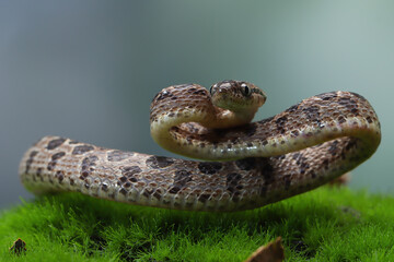 Boiga multo maculata snake closeup on natural background