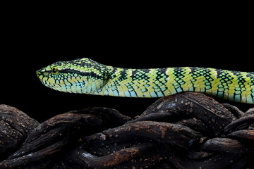 Tropidolaemus wagleri snake closeup on branch, Viper snake
