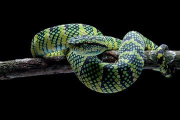 Tropidolaemus wagleri snake closeup on branch, Viper snake