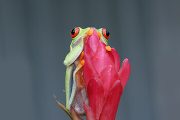 Red-eyed tree frog closeup on leaves, Red-eyed tree frog (Agalychnis callidryas) closeup on branch