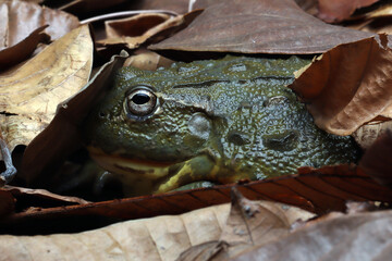 African bullfrog closeup, african bullfrog hiding on dry leaves