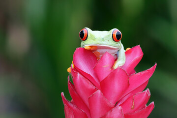 Red-eyed tree frog closeup on leaves, Red-eyed tree frog (Agalychnis callidryas) closeup on branch