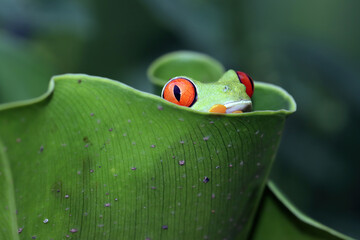 Red-eyed tree frog closeup on leaves, Red-eyed tree frog (Agalychnis callidryas) closeup on branch