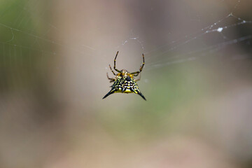 spider on the web